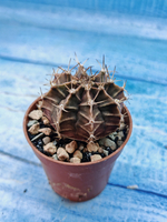 Gymnocalycium Friedrichii (Гимнокалициум)