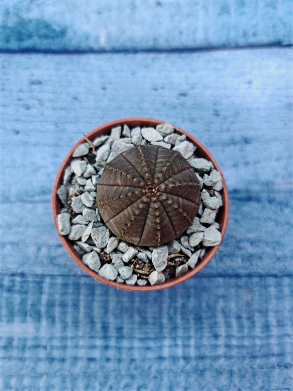 Суккулент Euphorbia Obesa (Эуфорбия)