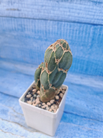 Opuntia Reticulata Cobra (Опунция)
