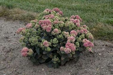 37111 Седум ROCK 'N GROW® `Coraljade` (Весна 2026)