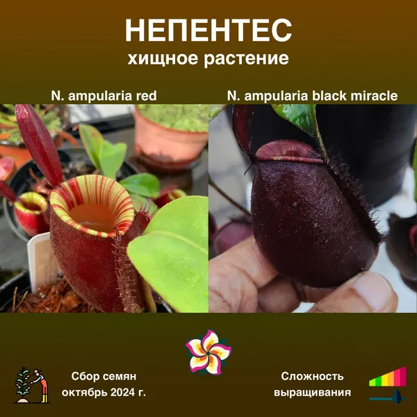 Непентес Nepenthes ampularia red x ampularia black miracle семена 5 штук