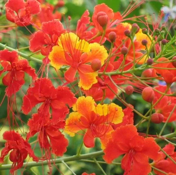 Цезальпиния красивая оранжевая (Caesalpinia Pulcherrima) семена 3 шт