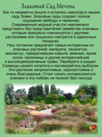 Злак Вейник остроцветковый Карл Форстер