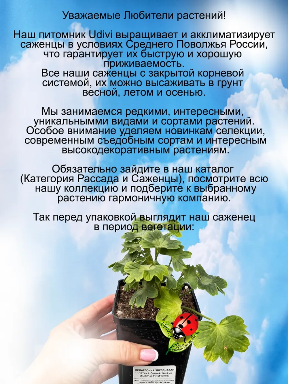Пеларгония Летний белый танец звёздчатая