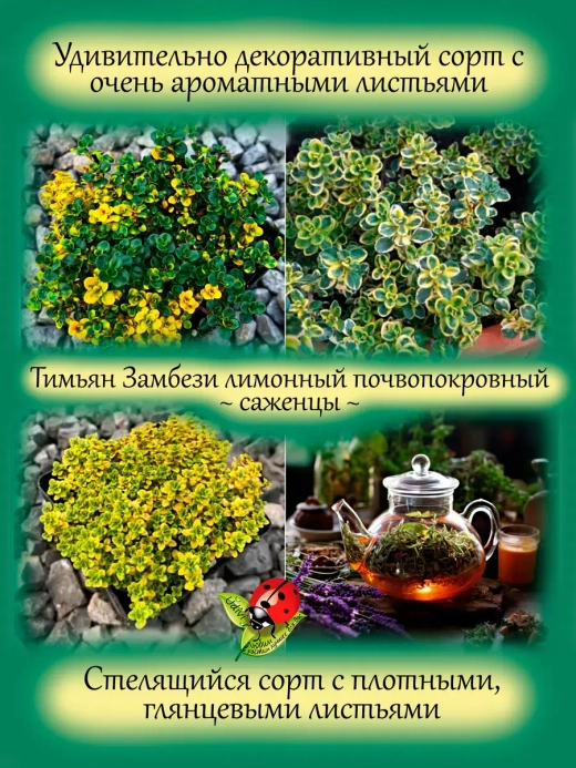 Тимьян Замбези чабрец лимонный пёстролистный почвопокровный