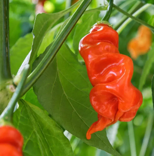 Cемена острого перца Sugar Rush Red Pepper 10шт