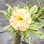 Адениум вариегатный WONDERFUL YELLOW VAR (W48)