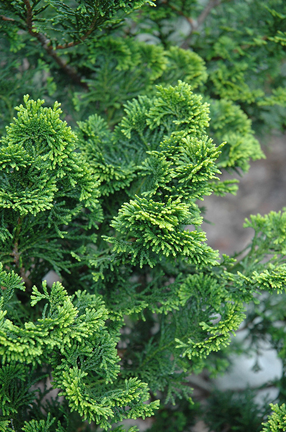 HINOKI WOOD eo / ХИНОКИ 100% эфирное масло CAS 91745-97-0