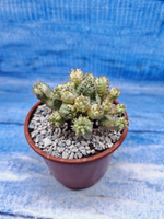 Euphorbia Pseudoglobosa variagate (Эуфорбия)