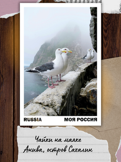 Моя Россия. Птицы