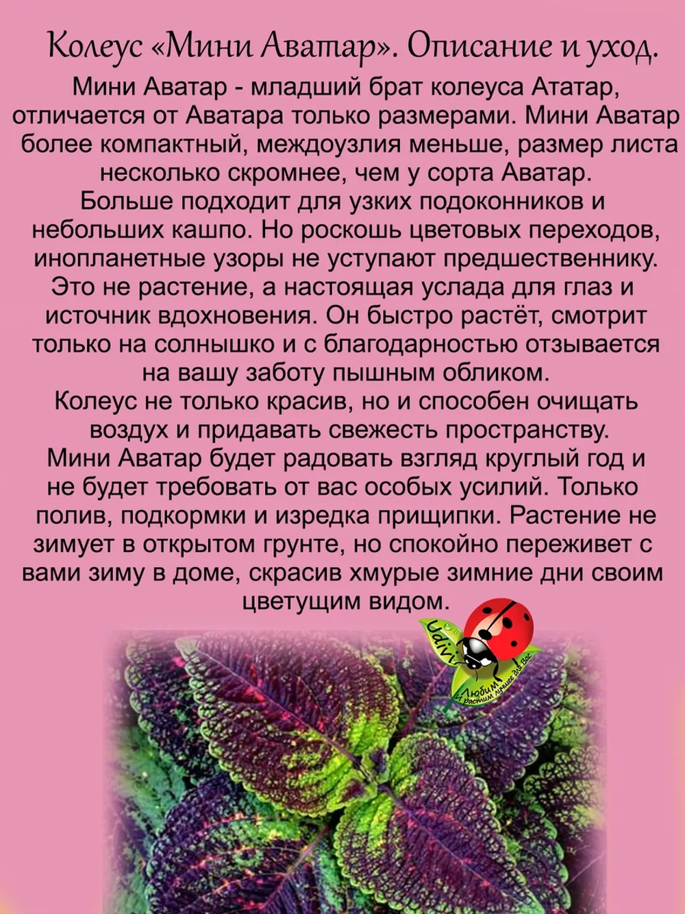 Колеус Мини Аватар