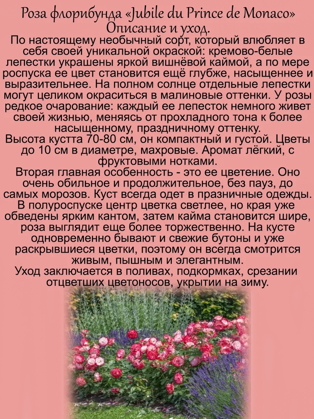 Роза Юбилей принца Монако постоянноцветущая