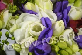 Фрезии