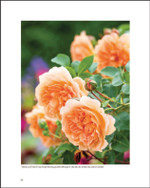 David Austin's English Roses
