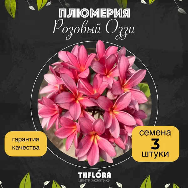 Плюмерия "Розовый Оззи" — семена, 3 шт.