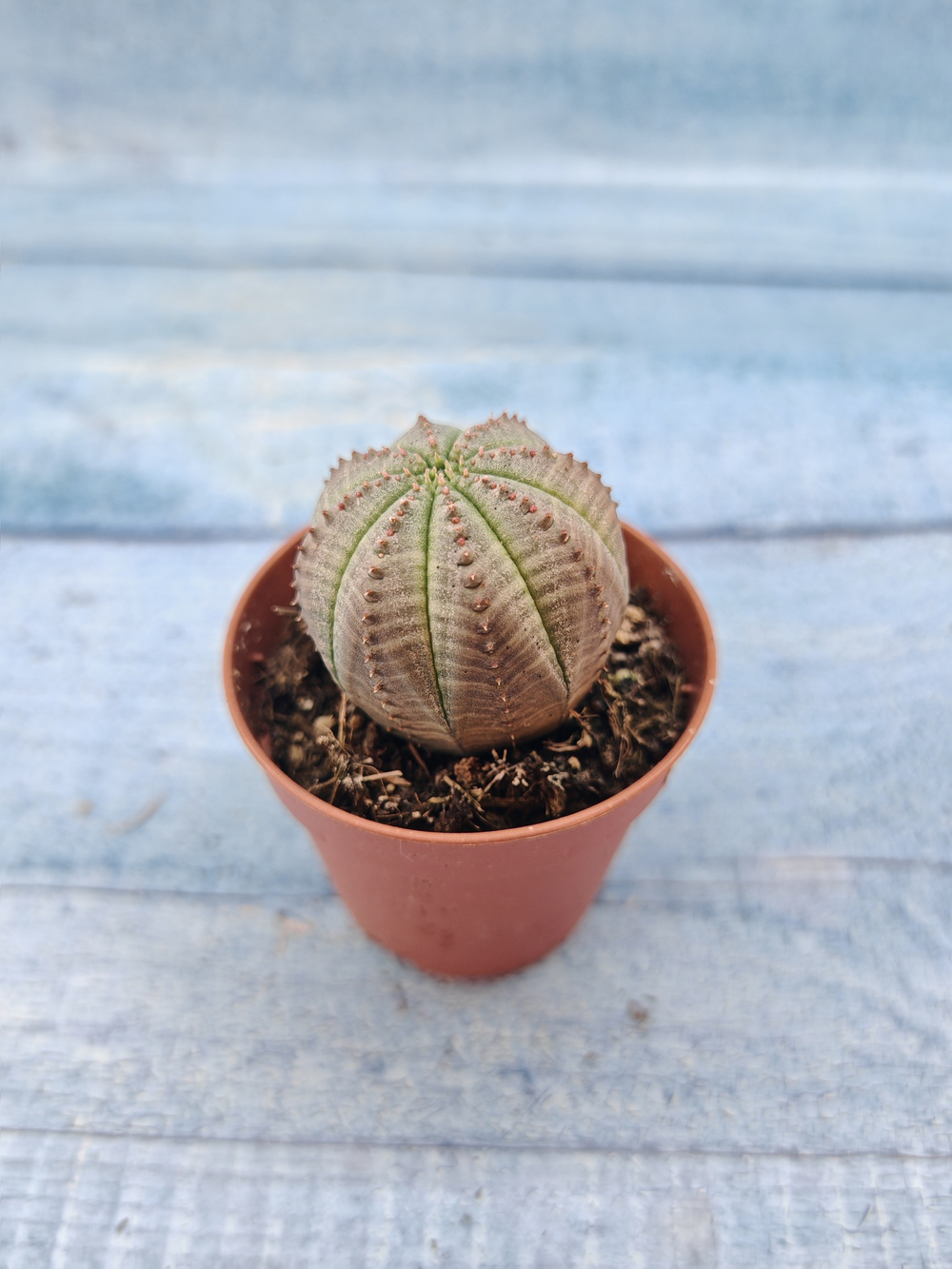 Euphoria Obesa (Эуфорбия)