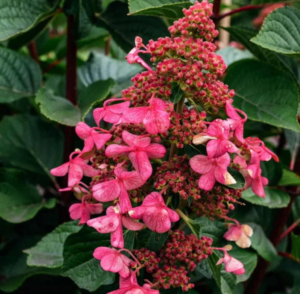 Гортензия метельчатая Инфинити- Бесконечность (Hydrangea paniculata `Infinity`)