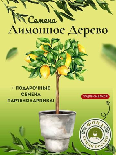 Лимонное дерево, Домашний лимон, Семена 5 шт. + подарочные семена