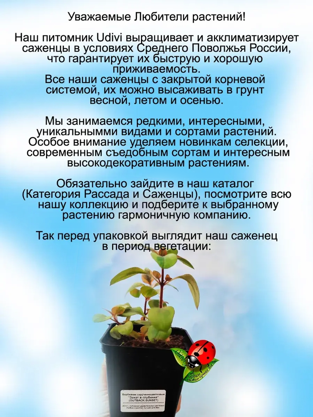 Вербейник Закат в глубинке скрученноцветковый лизимахия