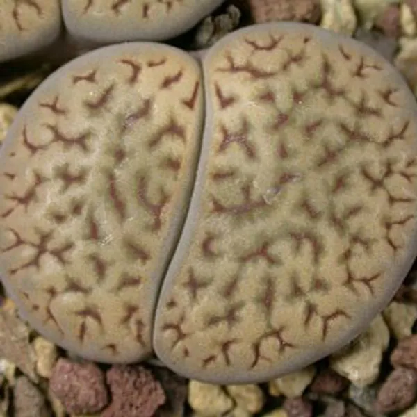 Литопс (C013 Lithops hookeri v. dabneri) живые камни семена