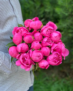 Пионы розовые "Princess Margaret"