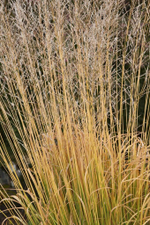 Молиния тростниковая "Windspiel". Molinia caerulea ssp. arundinacea "Windspiel"