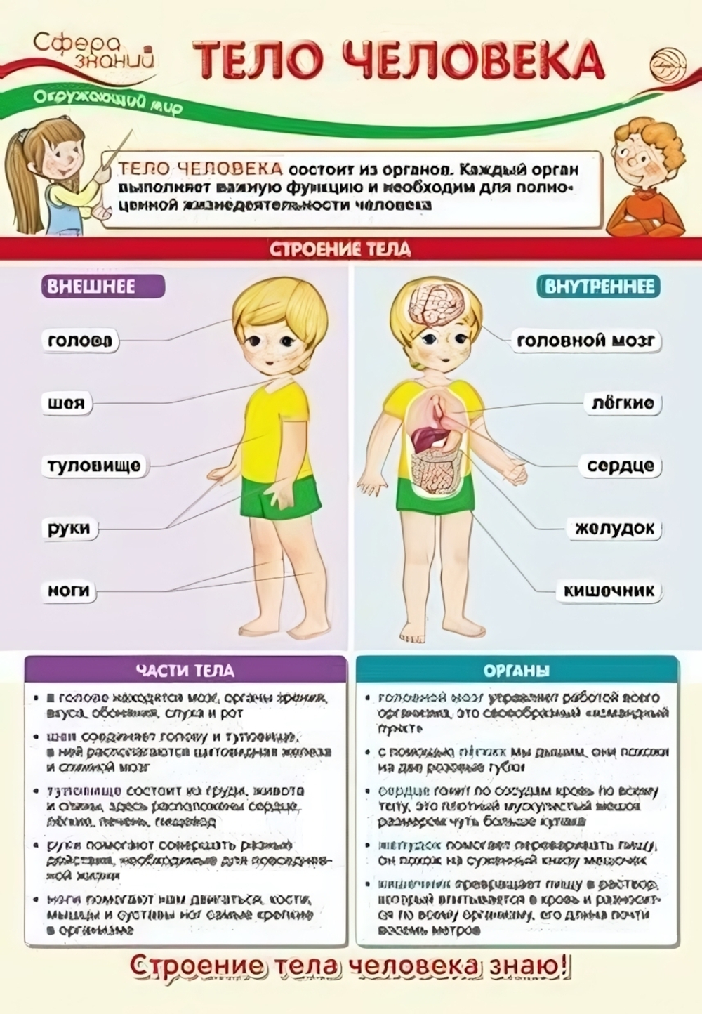 Плакат А3 "Окружающий мир во 2 классе. Тело человека" ПО-13541 (Сфера)