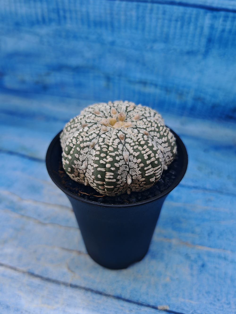 Astrophytum Asterias (Астрофитум)