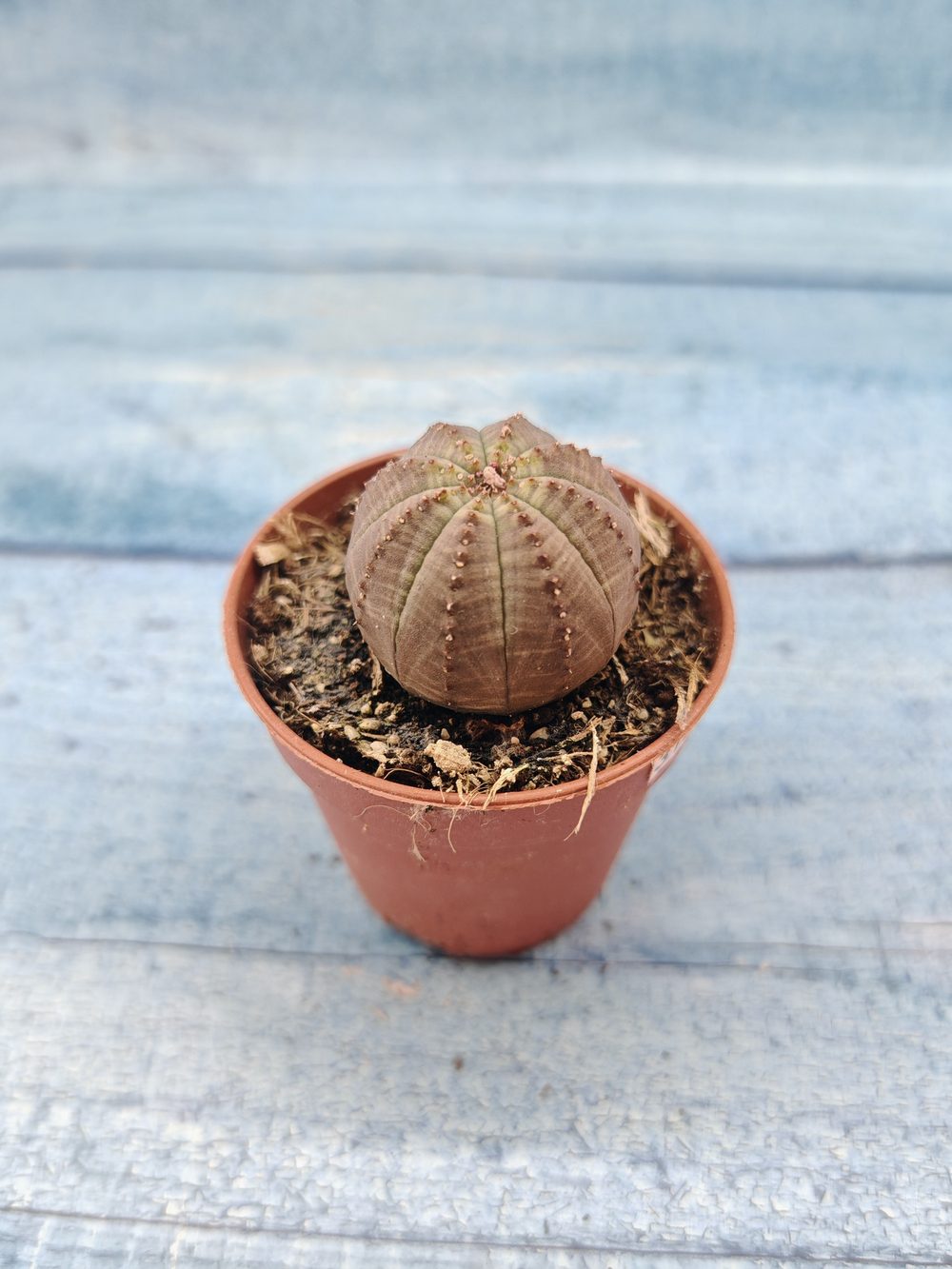 Euphoria Obesa (Эуфорбия)