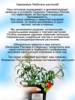 Алиссум вегетативный Шампань