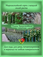Хедера зимостойкий плющ