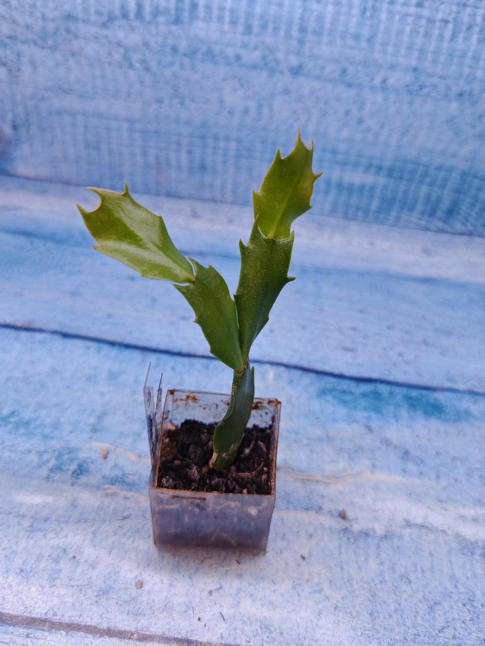 Schlumbergera cv. Floral Bouqet (Шлюмбергера)