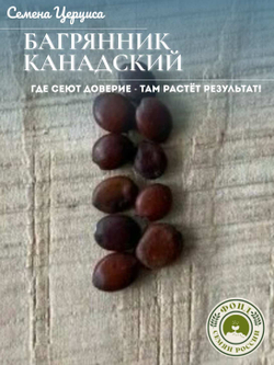 Багрянник, Церцис, Канадский, семена 20 шт.