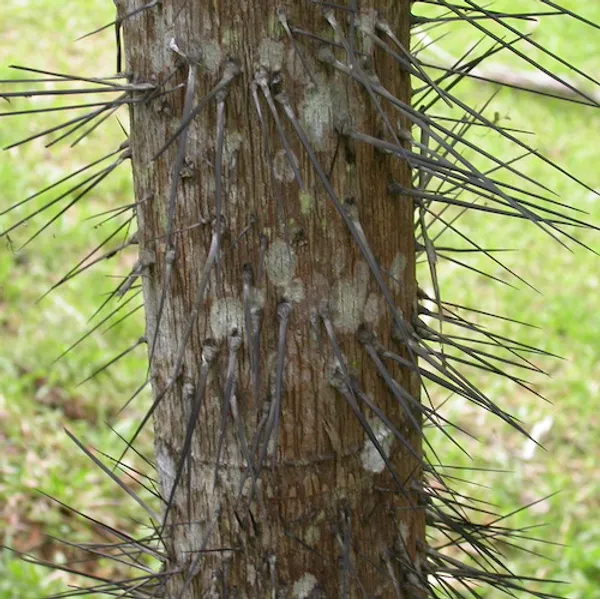 Пальма Нибонг (Oncosperma tigillarium) семена 3 шт