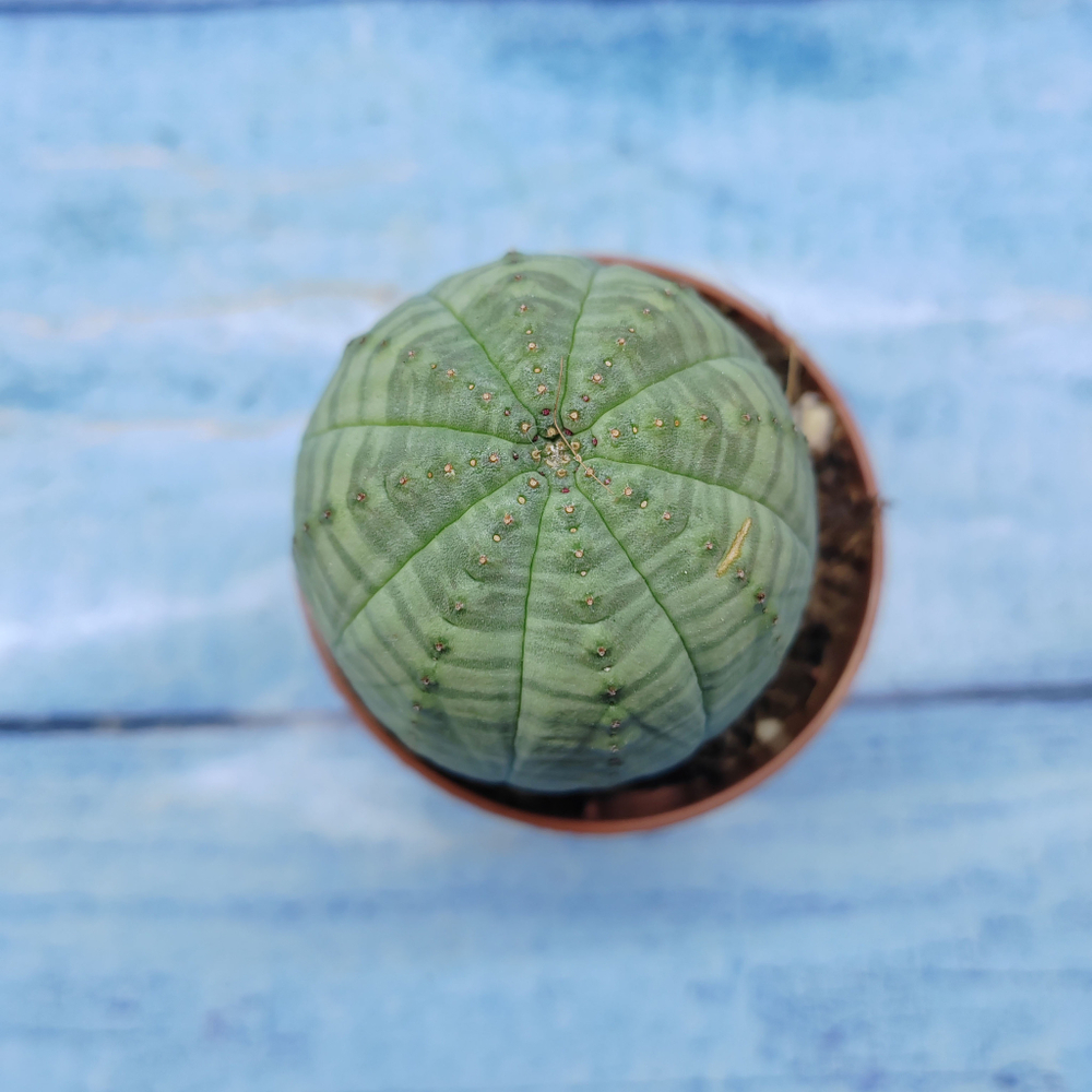 Euphorbia Obesa (Эуфорбия)