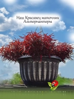 Альтернантера Сесилия Рубра