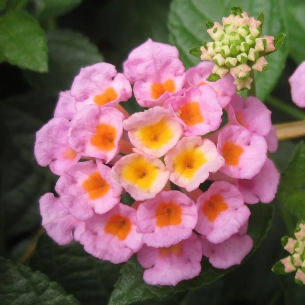 Лантана сводчатая (Lantana Camara) жёлто-розовая — семена, 5 шт.
