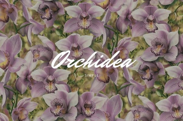 Коллекция обоев Orchidea Коллекция обоев Orchidea