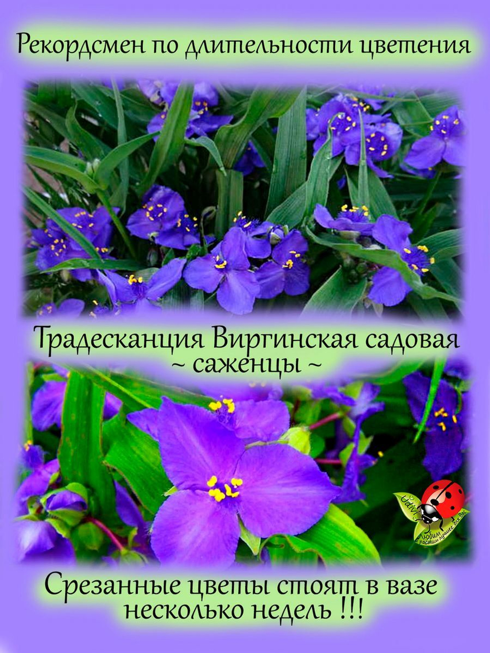 Традесканция Виргинская синяя садовая многолетняя