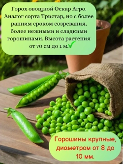 Семена Горох "Оскар Агро" 200 грамм