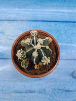 Astrophytum Myriostigma "Hakujo Fukuryu" (Астрофитум)