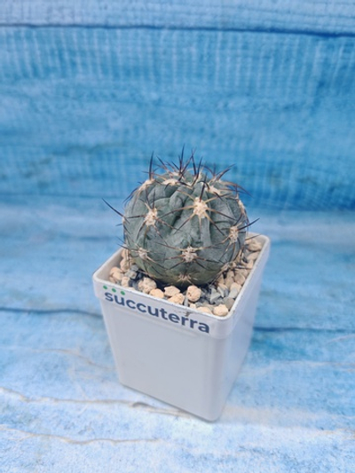 Gymnocalycium Glaucum (Гимнокалициум)