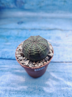 Euphoria Obesa (Эуфорбия)