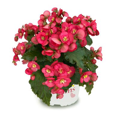 1282 Бегония Dreams Garden MacaRazz (BEEL 4676) (Весна 2026)