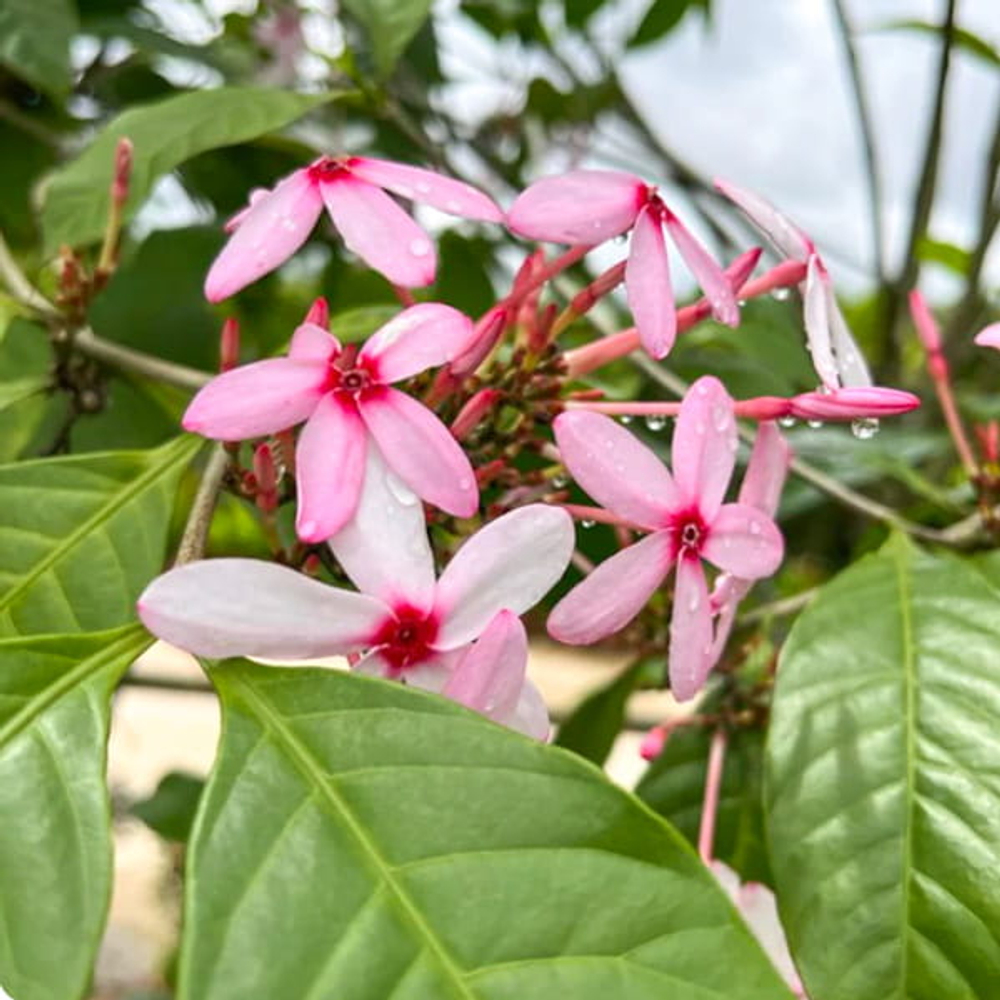 Копсия кустарниковая – Kopsia fruticosa