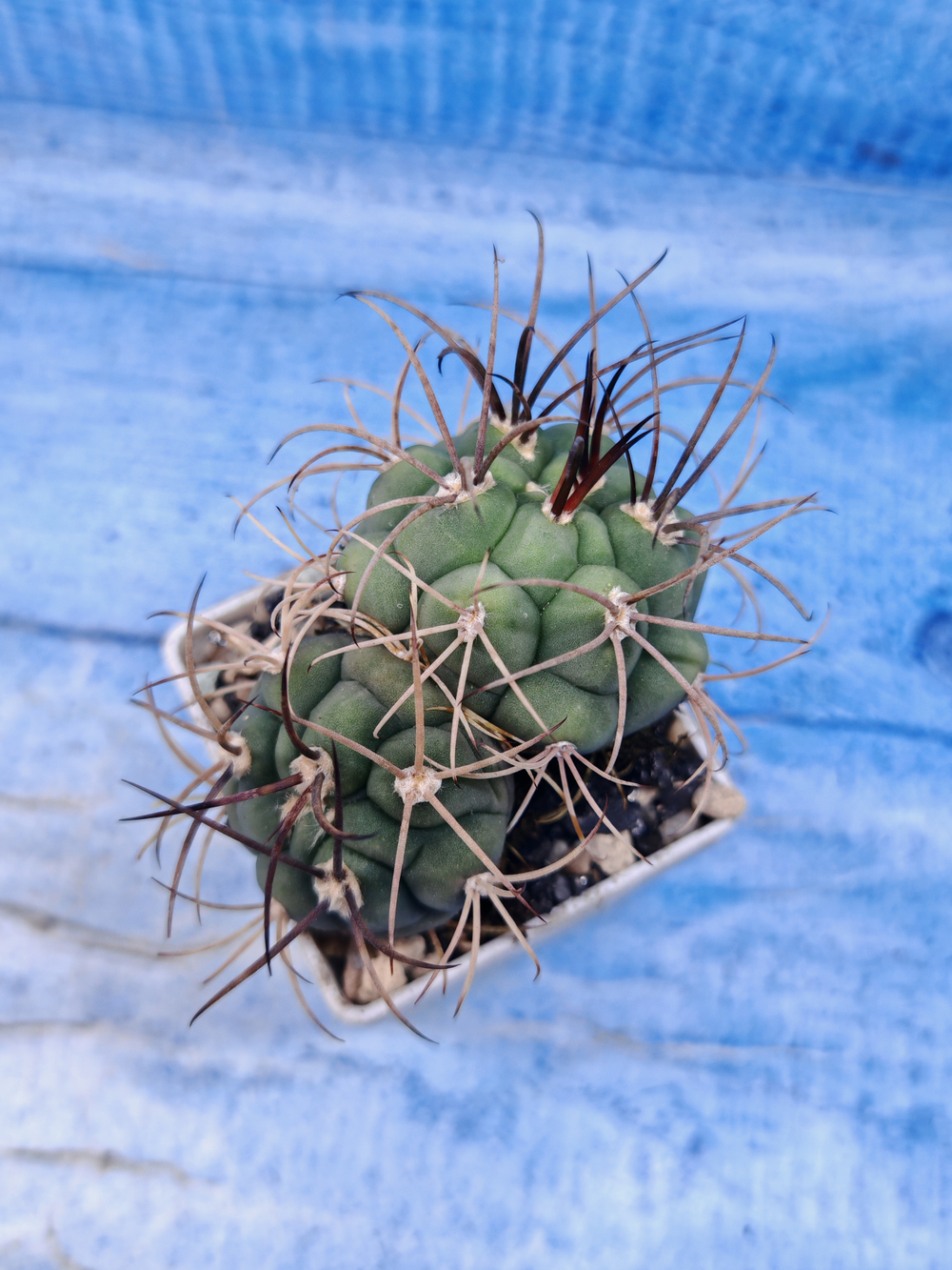 Gymnocalycium Saglionis 2 head (Гимнокалициум Сальо)