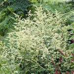 Полынь молочноцветковая. Artemisia lactiflora.