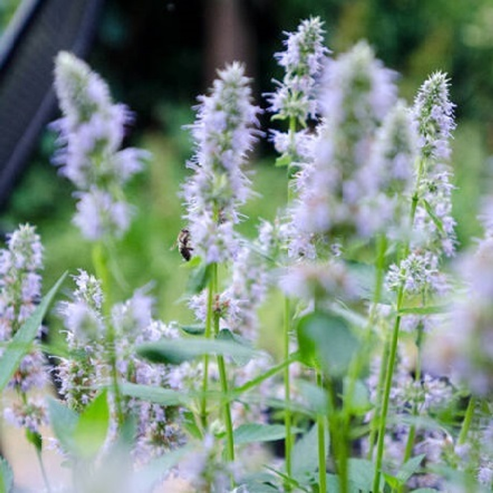 Агастахе "Blue Fortune". Agastache hybride "Blue Fortune".