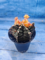 Gymnocalycium Variegata (Гимнокалициум Вариегатный)