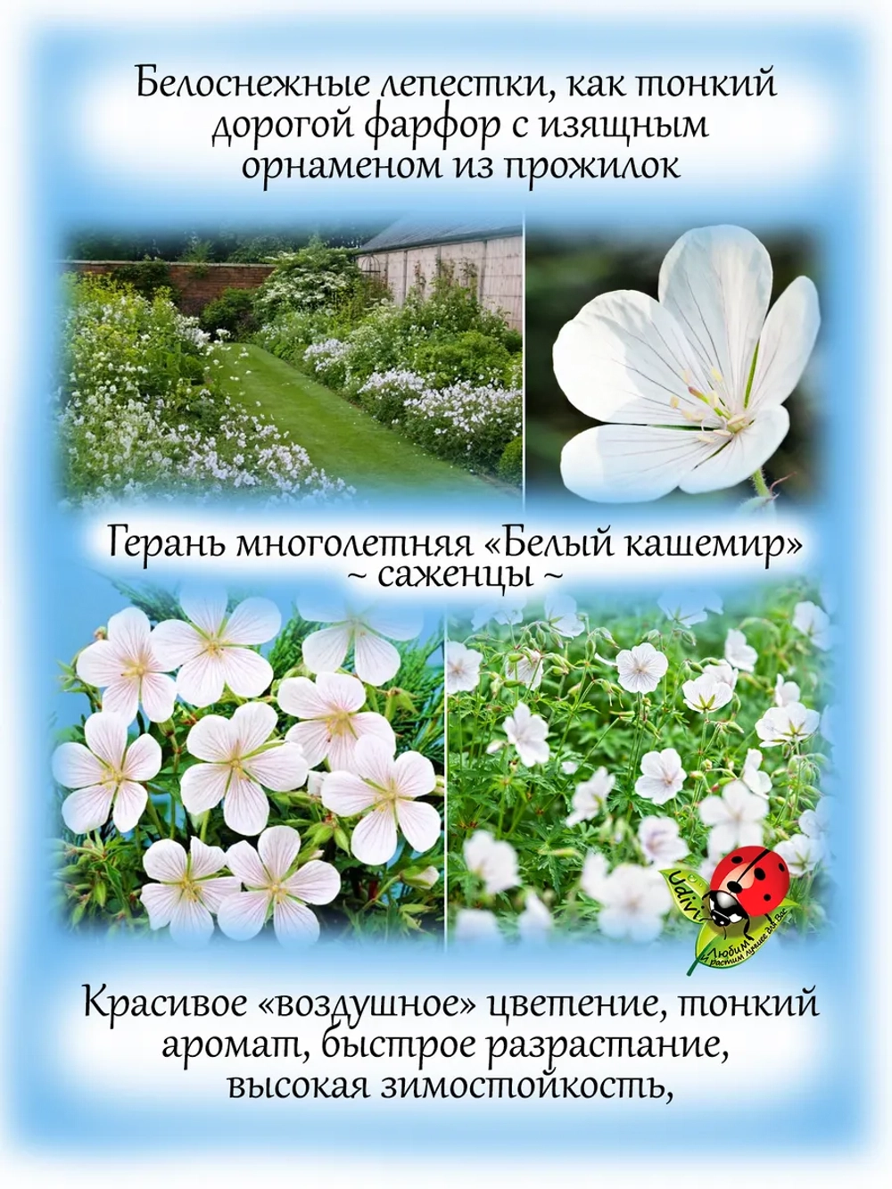 Герань Белый кашемир многолетняя садовая